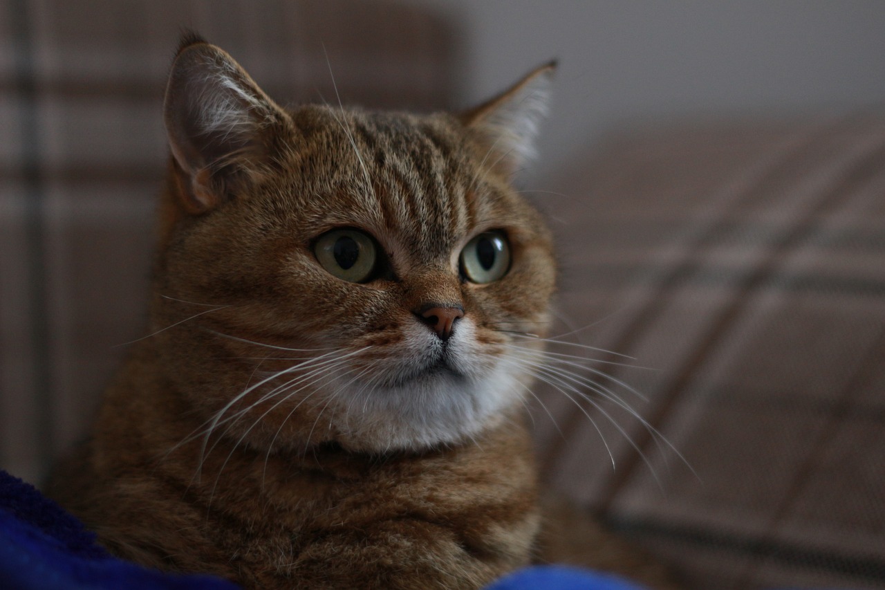 cat-4578267_1280