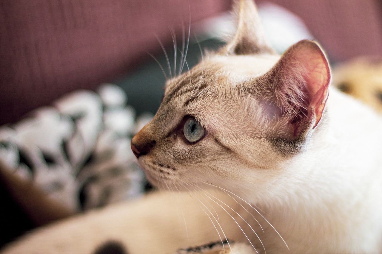 cat-4976881_1280