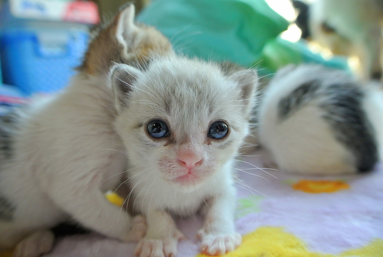 cat-5136704_1280