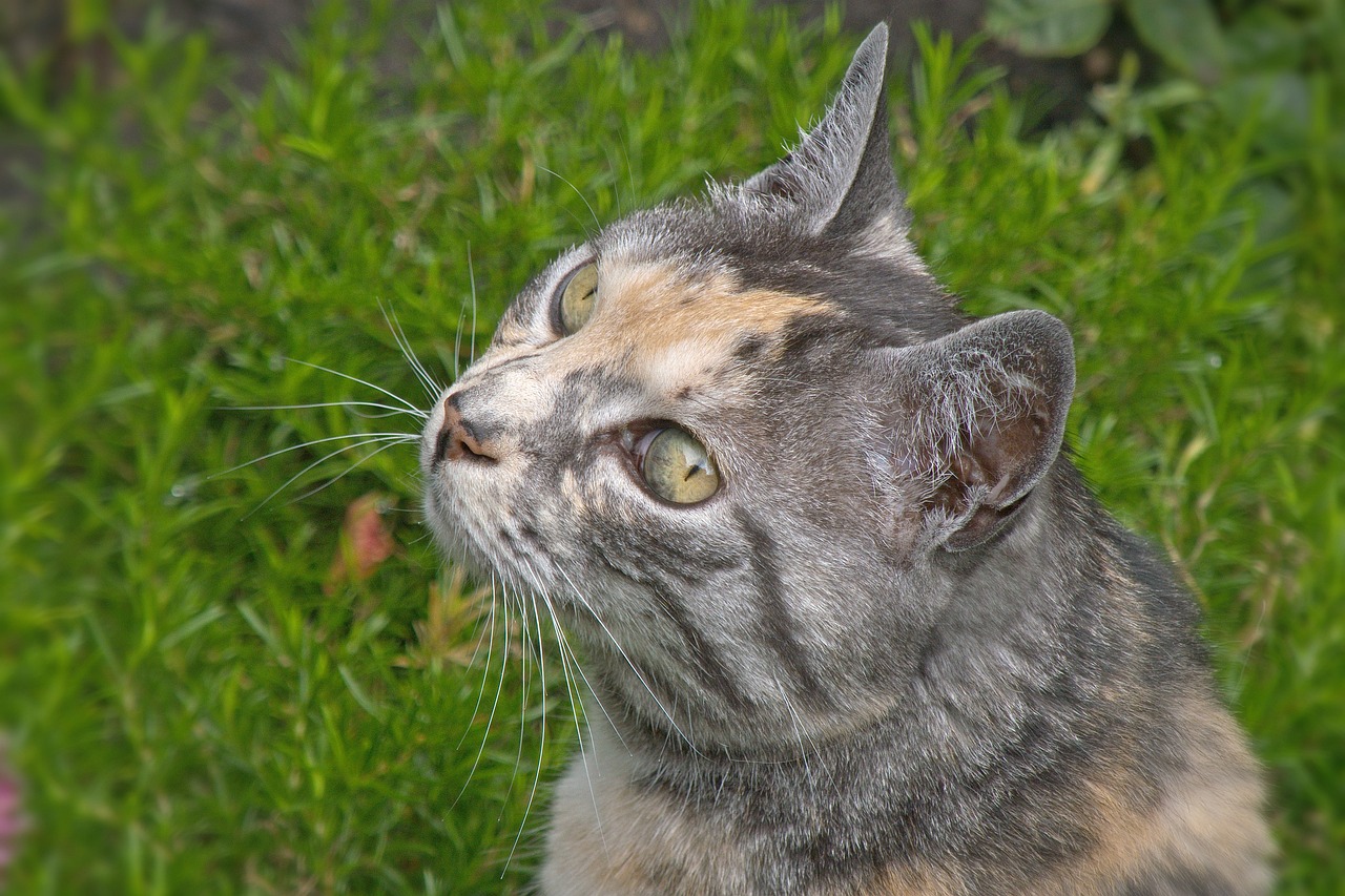 cat-5390812_1280