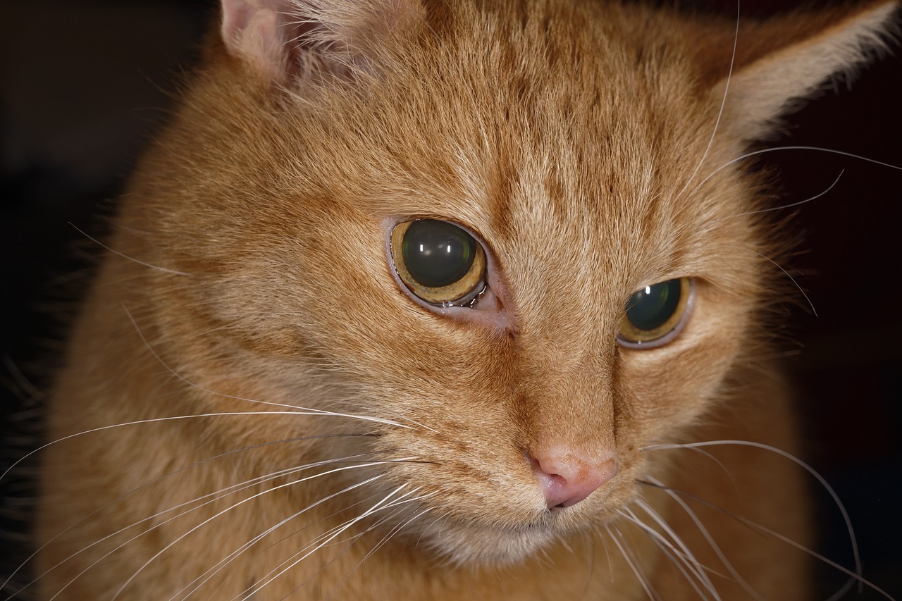 cat-5450676_1280