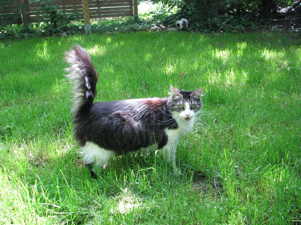 cat-559194_1280