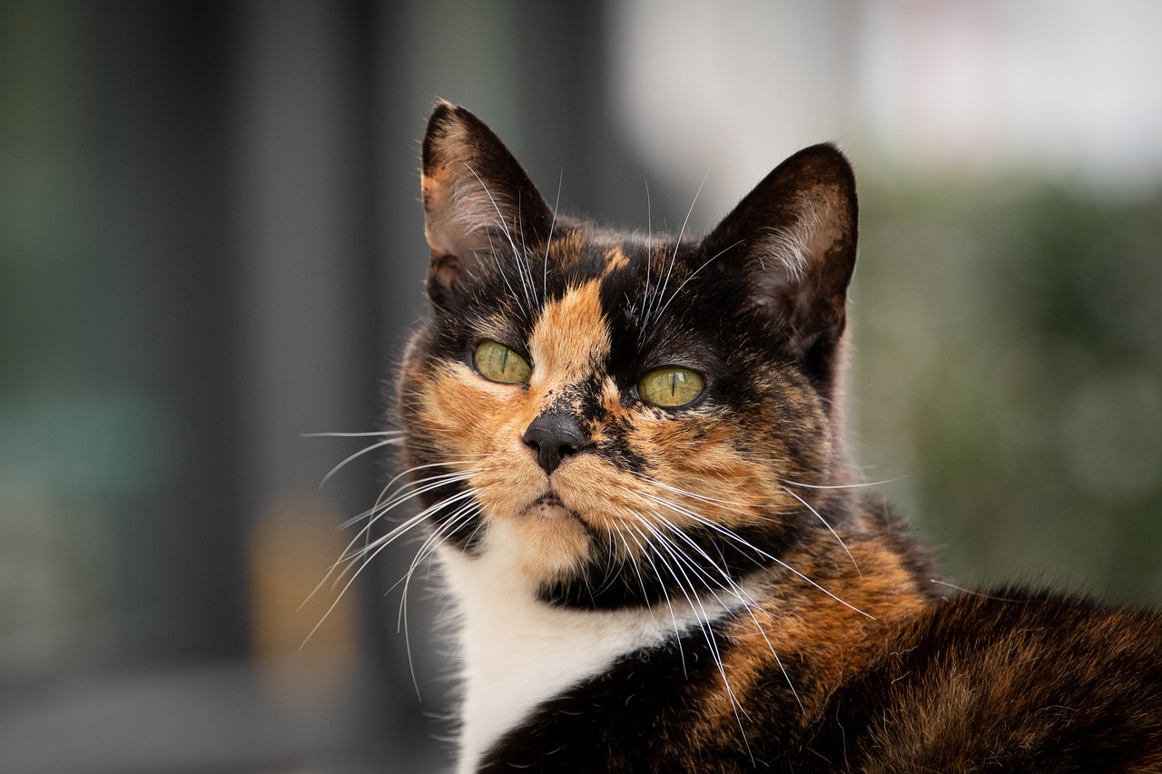 cat-6258624_1280