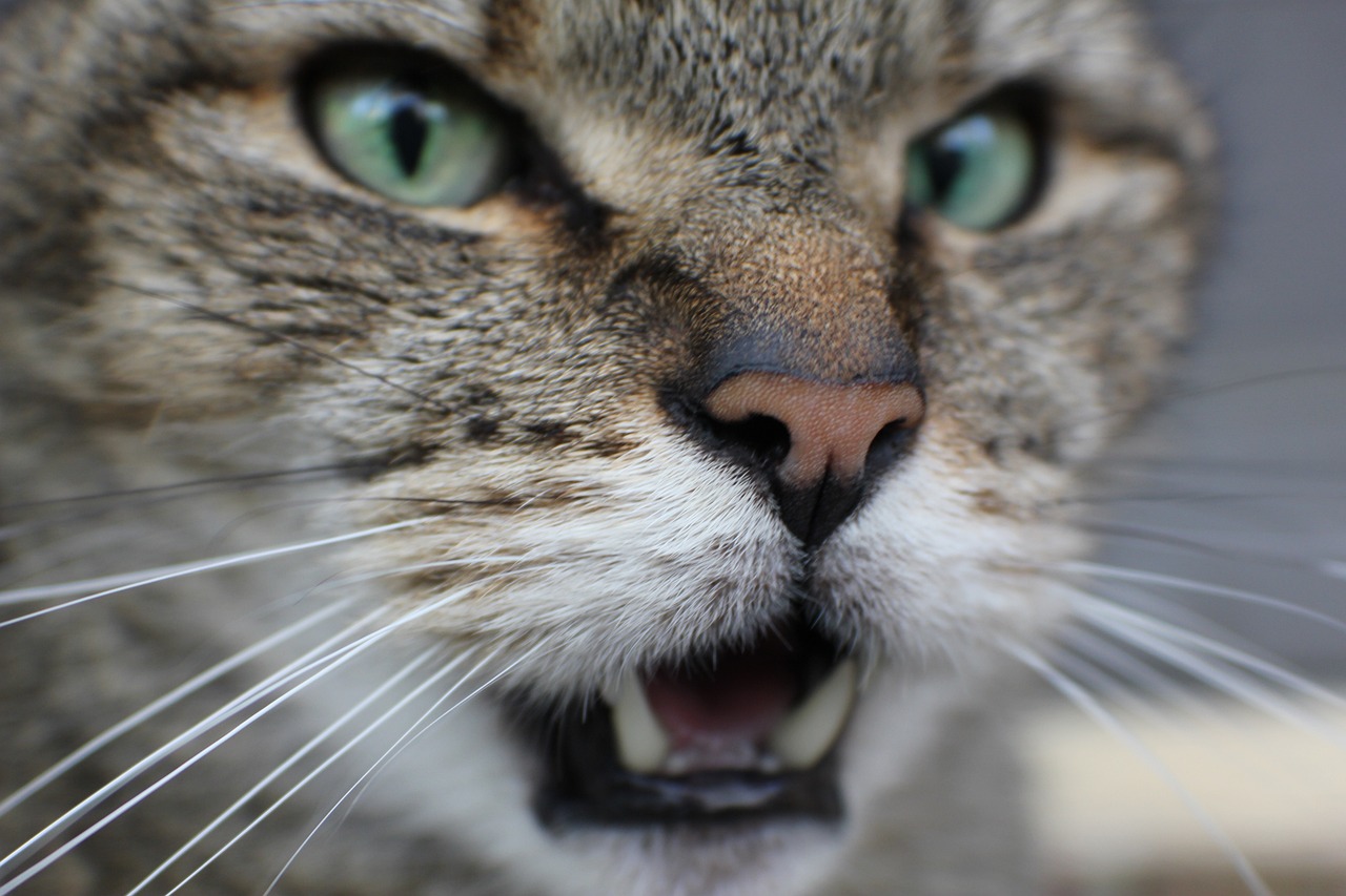 cat-6272703_1280
