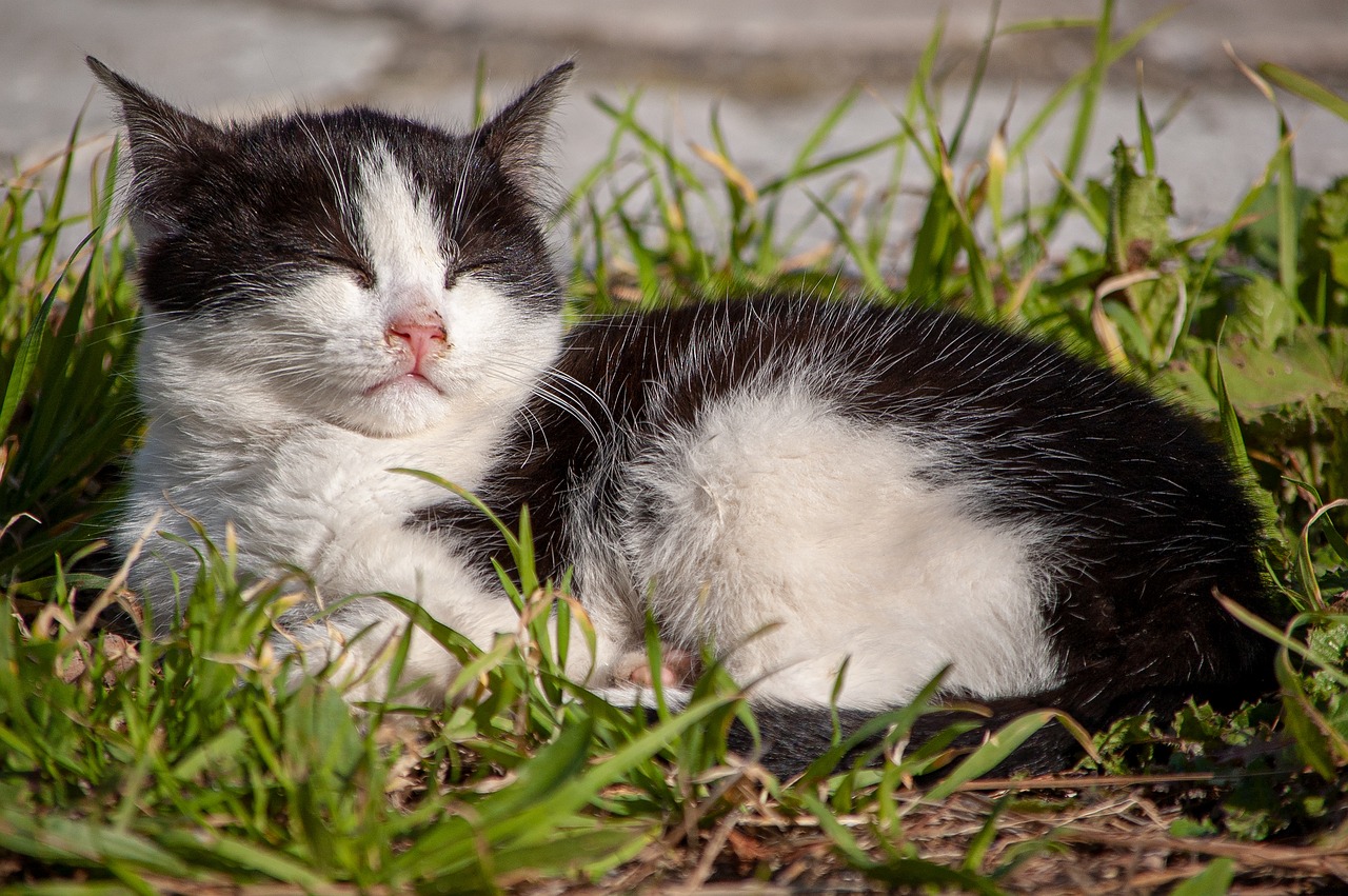 cat-7176778_1280