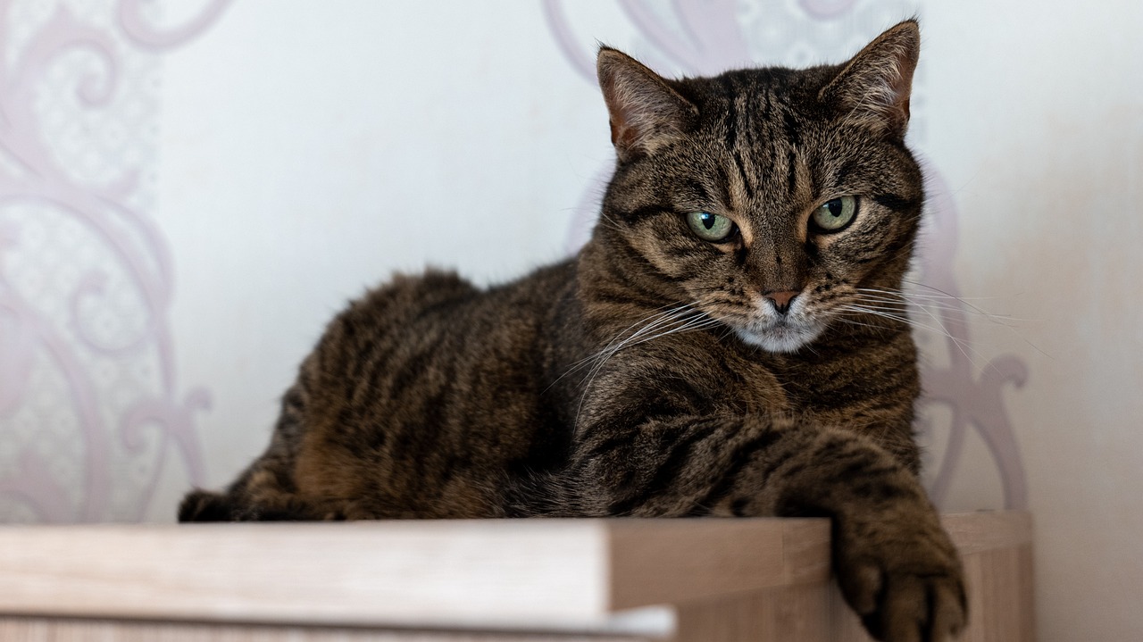 cat-7303746_1280