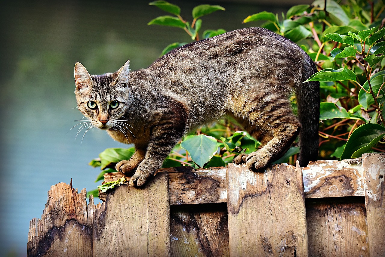 cat-g00204784f_1280