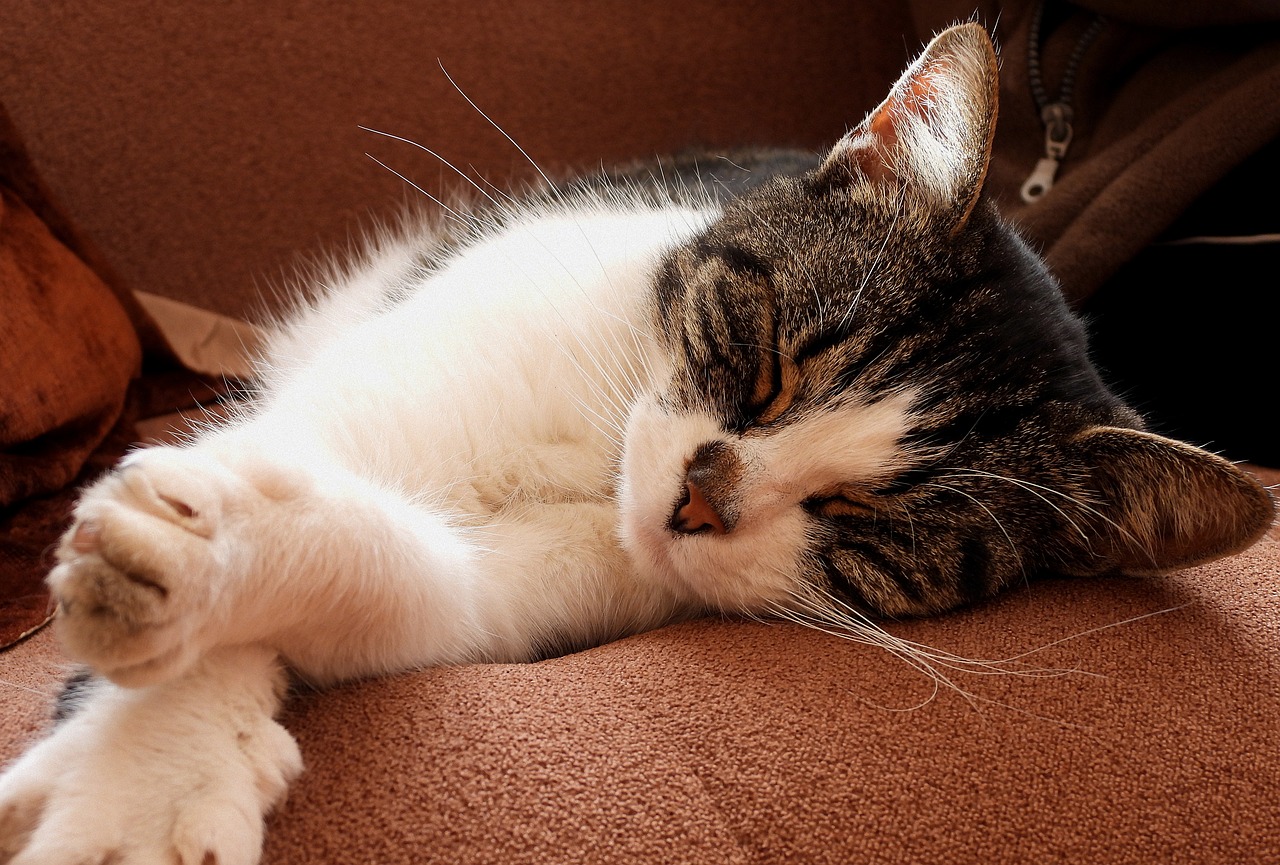 cat-g00fbed536_1280