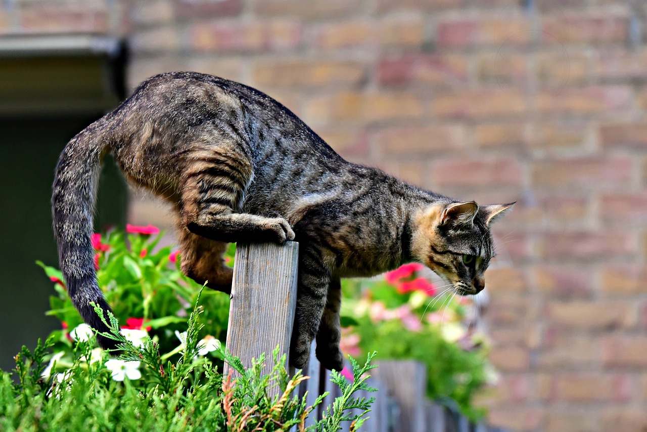 cat-g01606c11b_1280