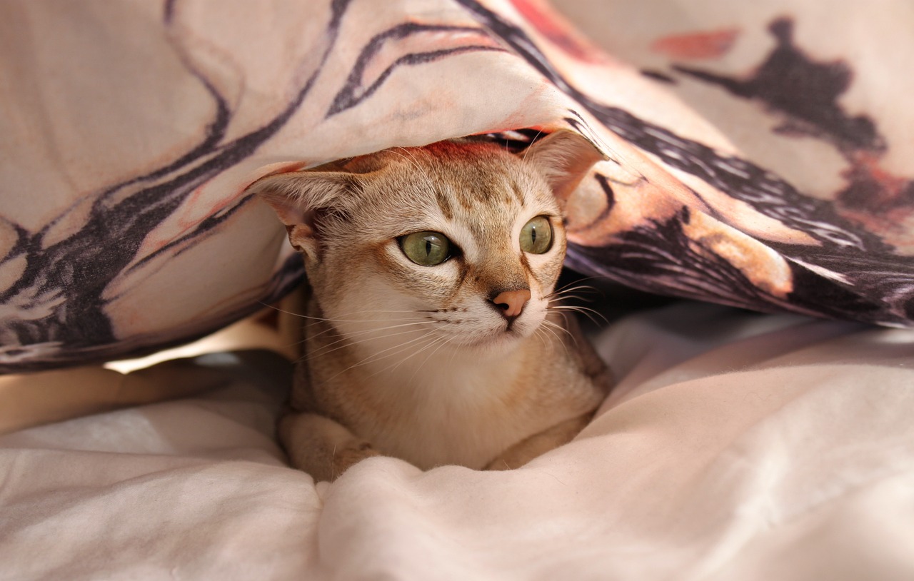 cat-g03f3b8b6c_1280