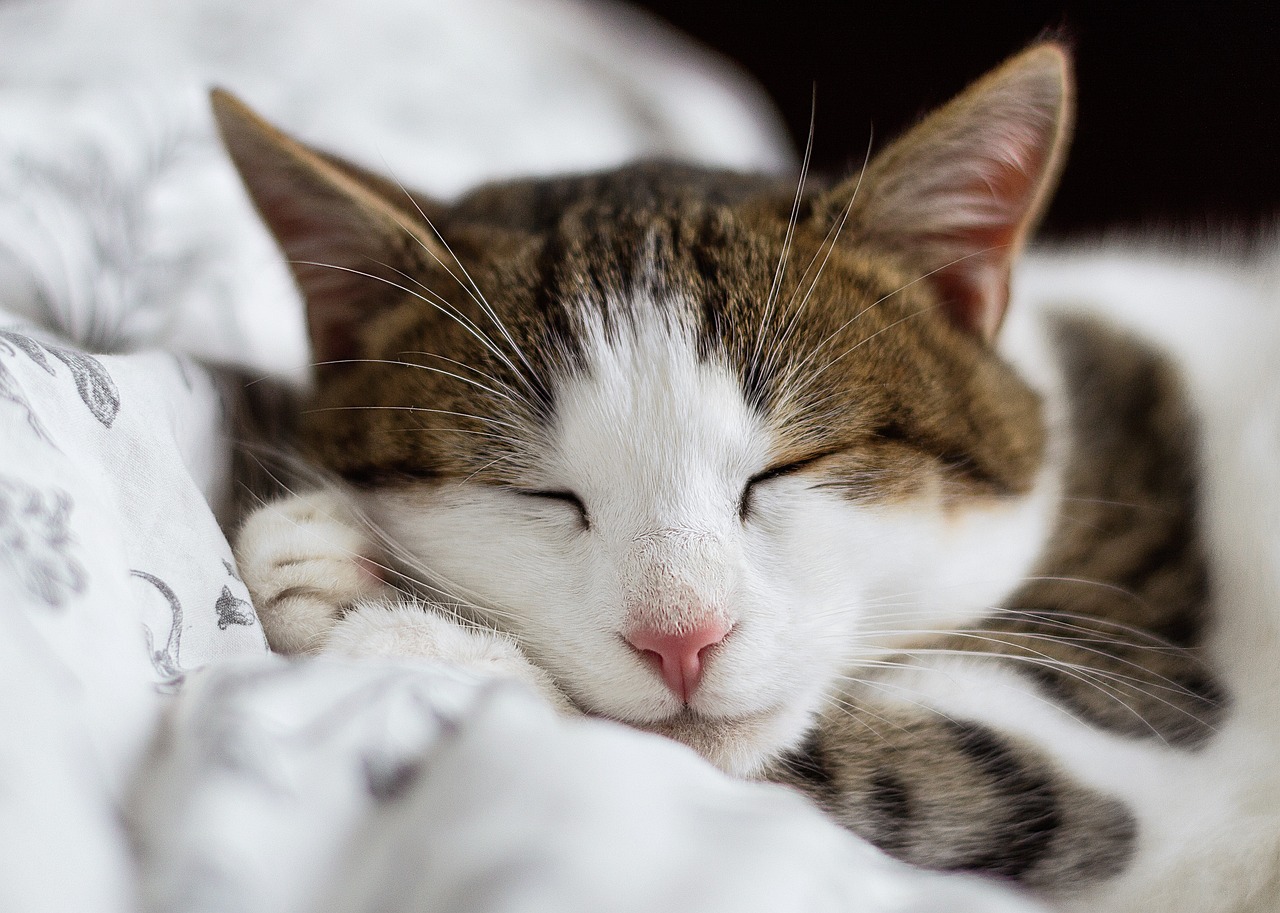 cat-g04f0347c1_1280