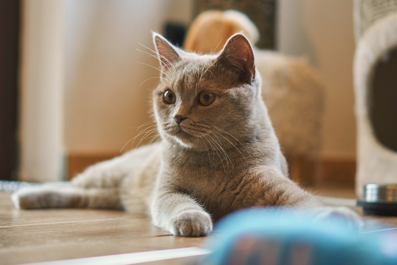 cat-g063c7d3d9_1280
