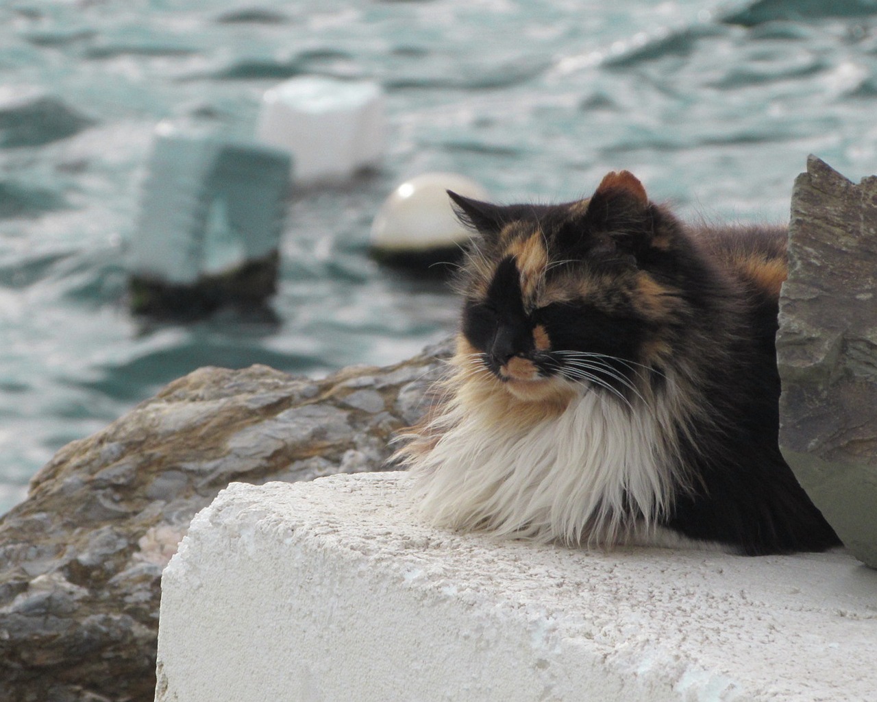 cat-g13bff6301_1280
