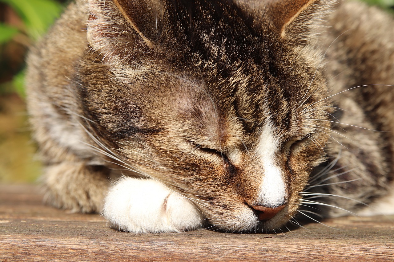 cat-g1e2a0430e_1280