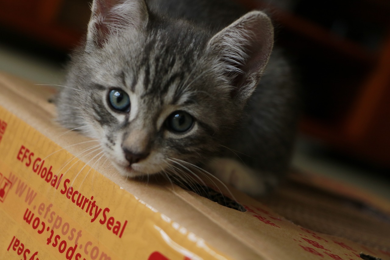 cat-g1e4104c19_1280