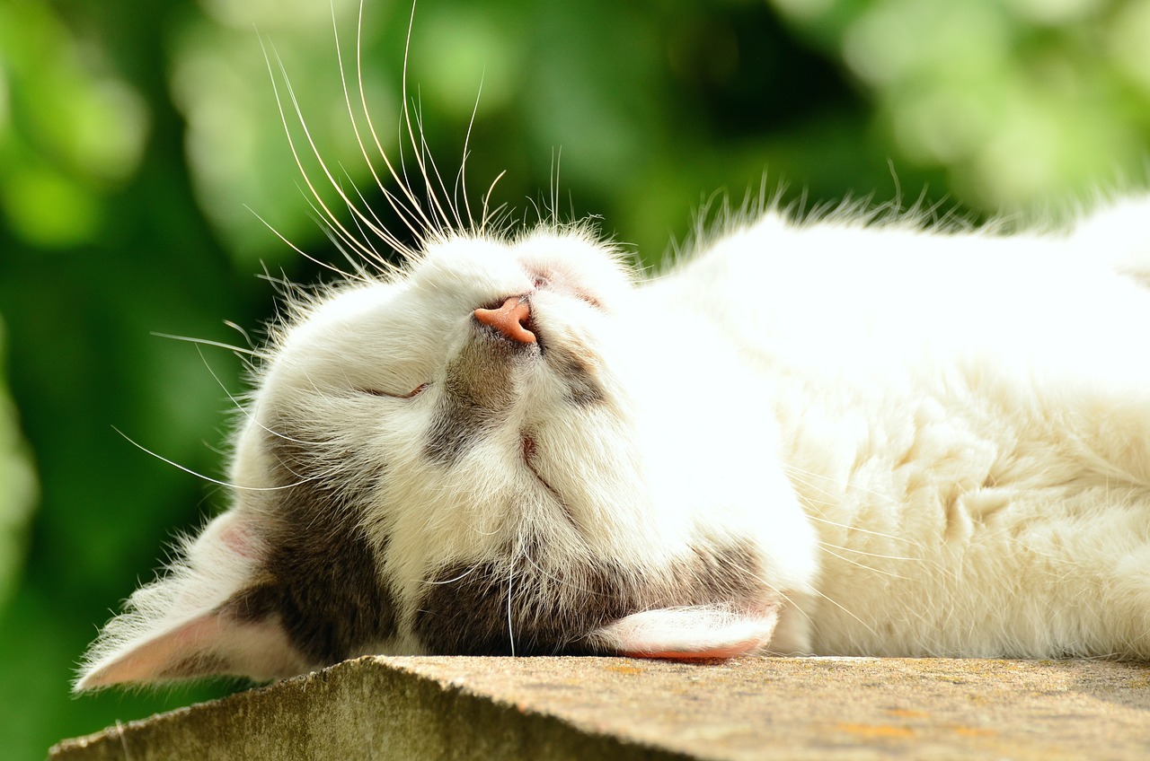 cat-g32298210a_1280