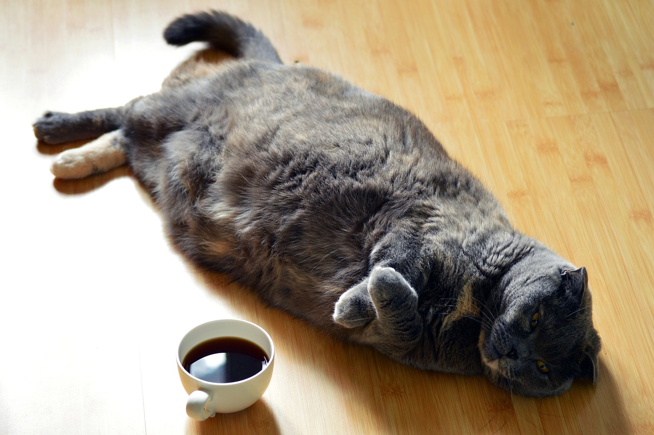 cat-g3562e5deb_1280