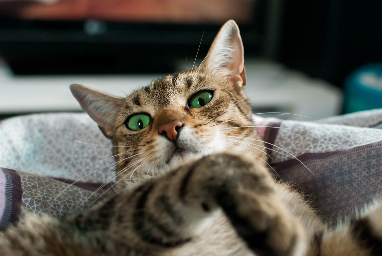 cat-g3ff2379d4_1280