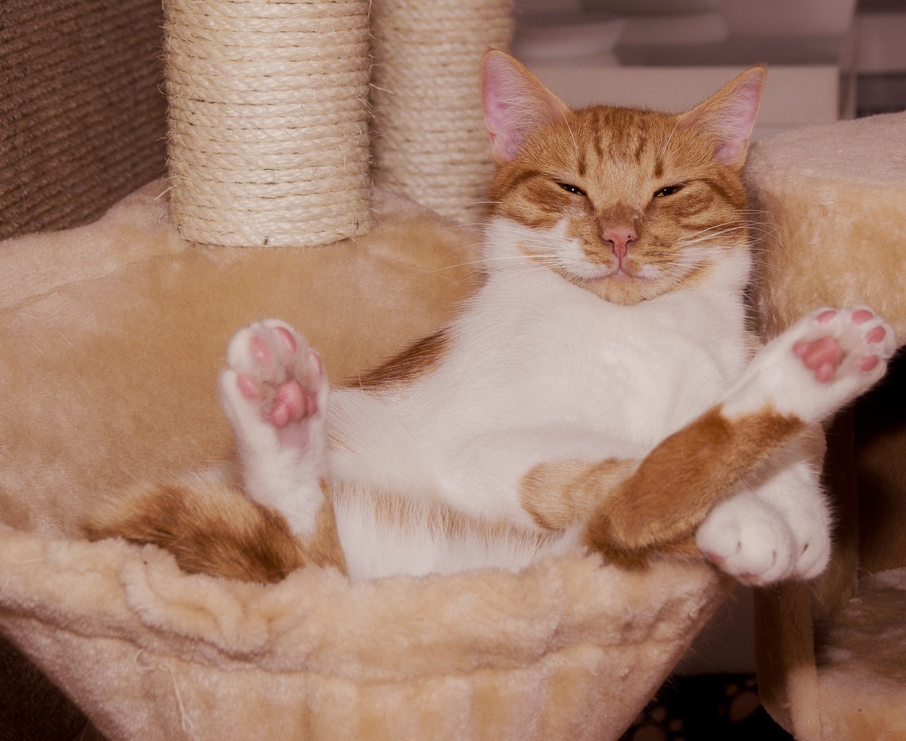 cat-g4f4bbfa26_1280