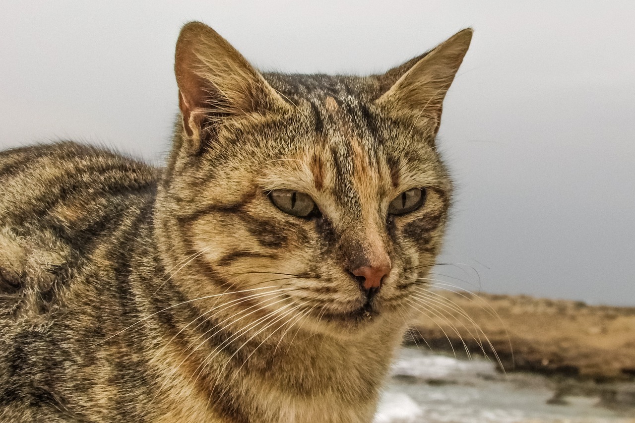 cat-g6cc406781_1280