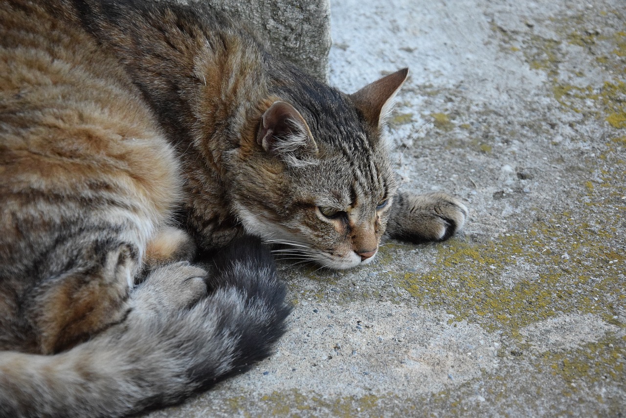 cat-g72420e66f_1280
