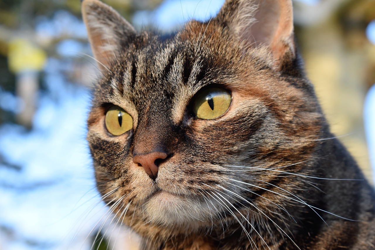 cat-g72532470f_1280