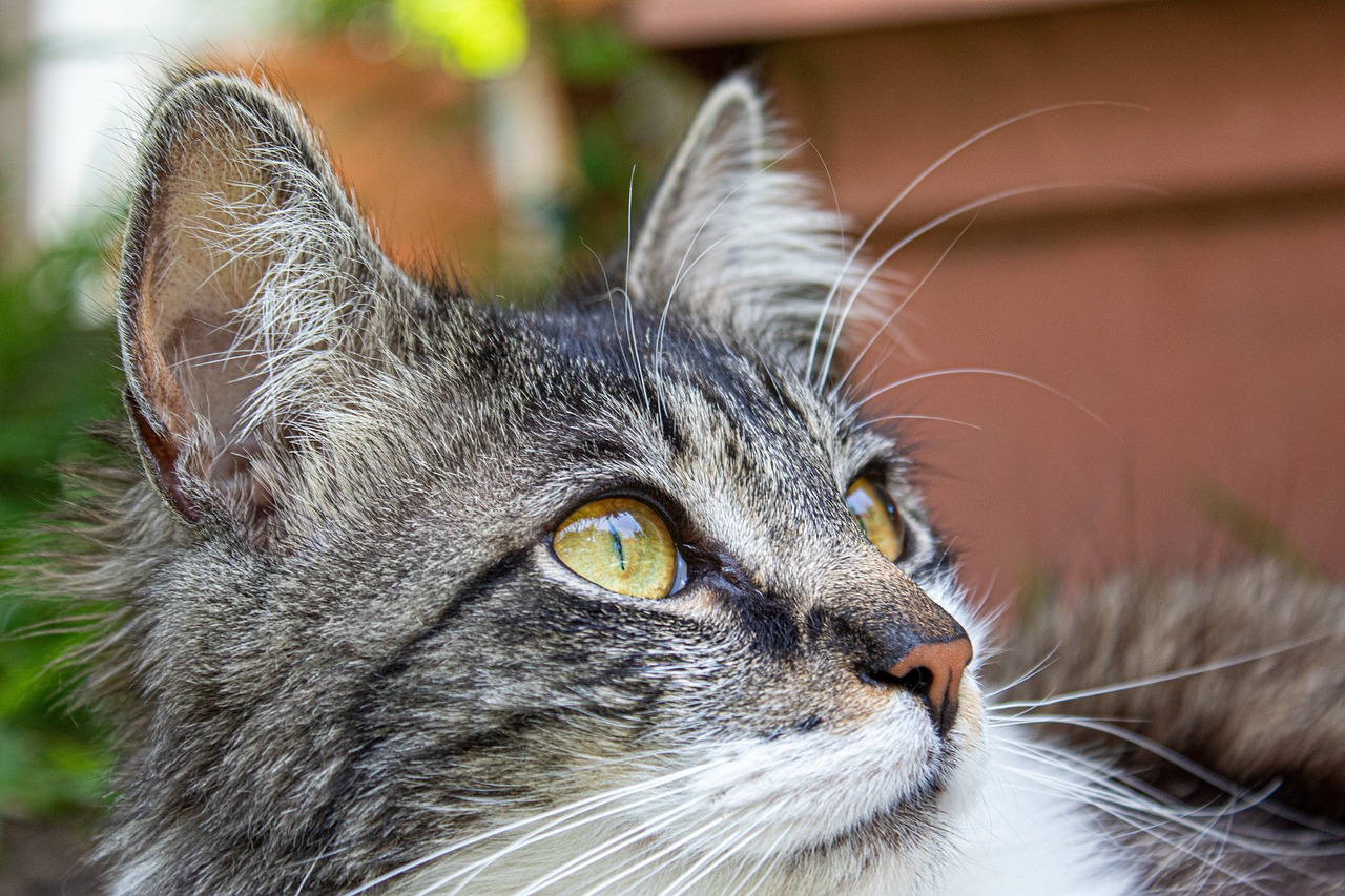 cat-g77d05c784_1280
