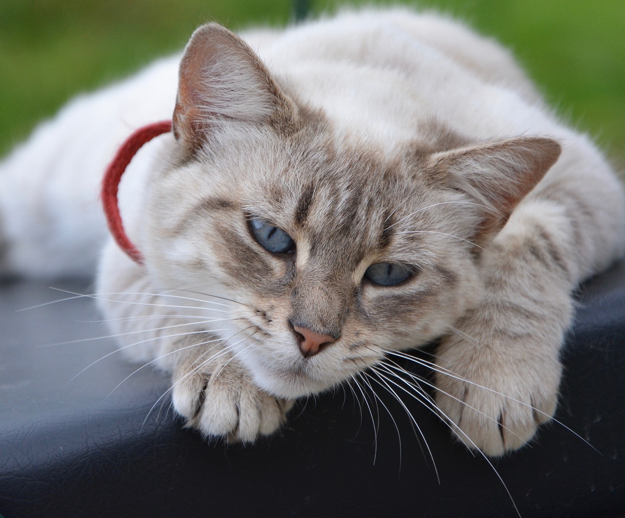 cat-g81ea6e088_1280