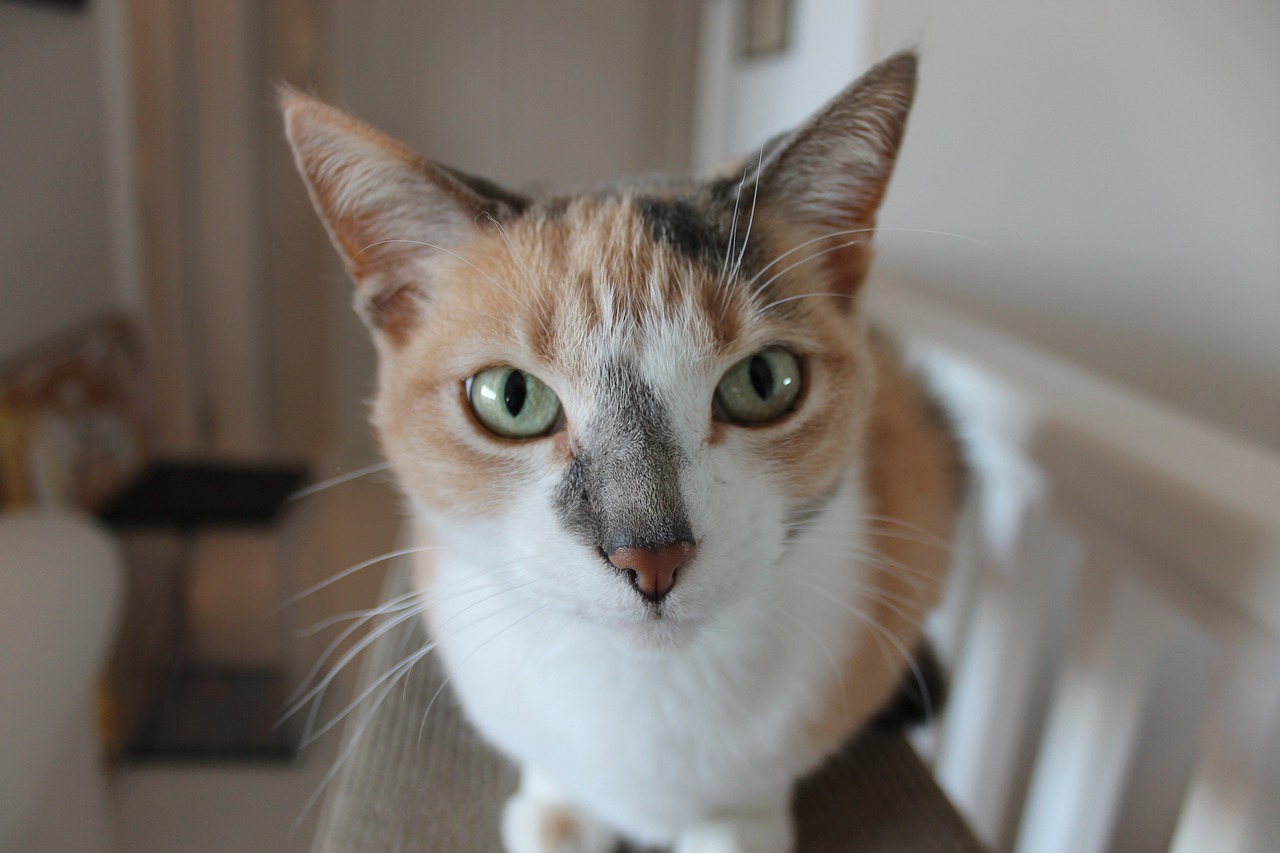cat-g88490490b_1280