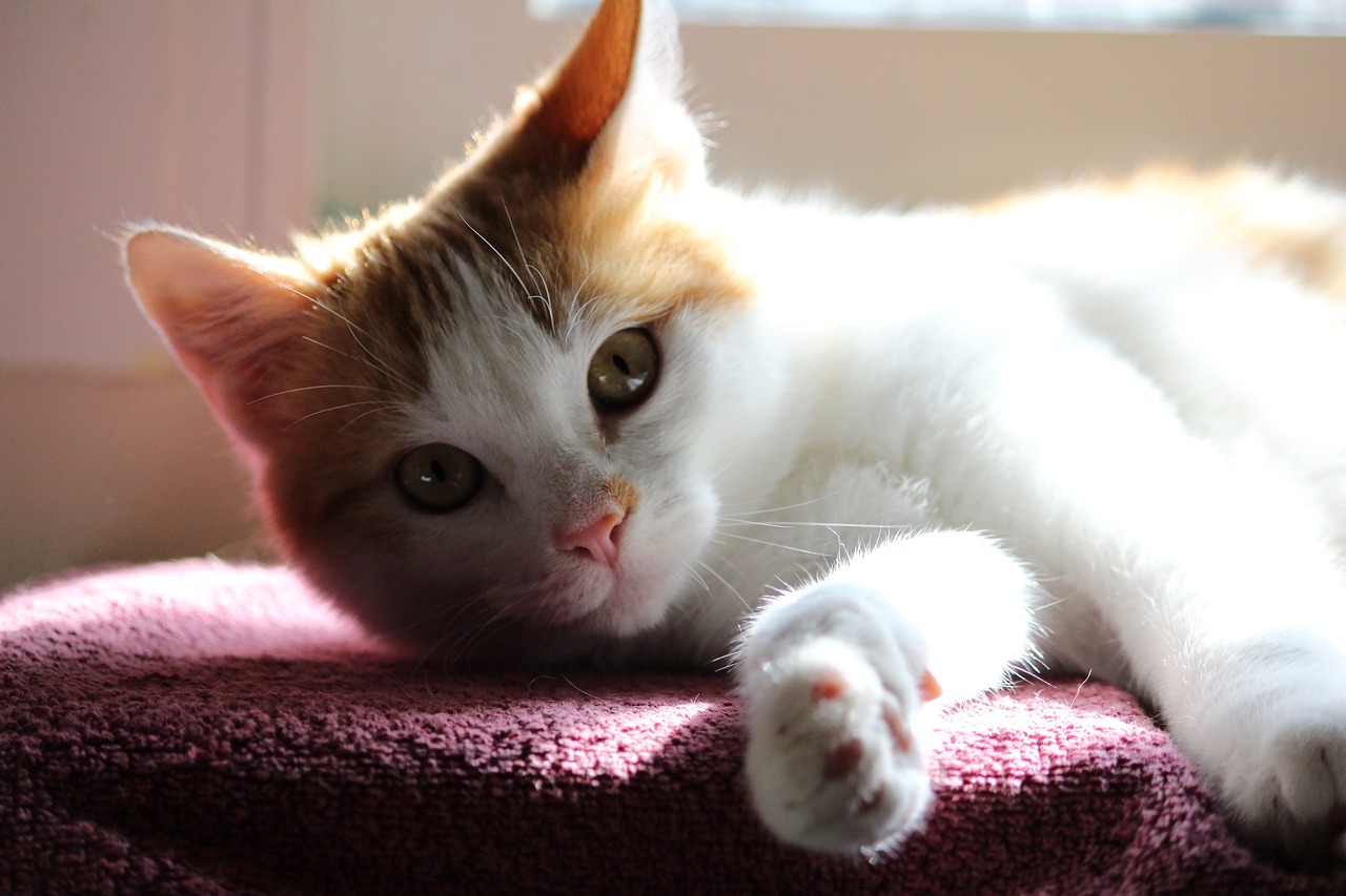 cat-g9d25719b2_1280