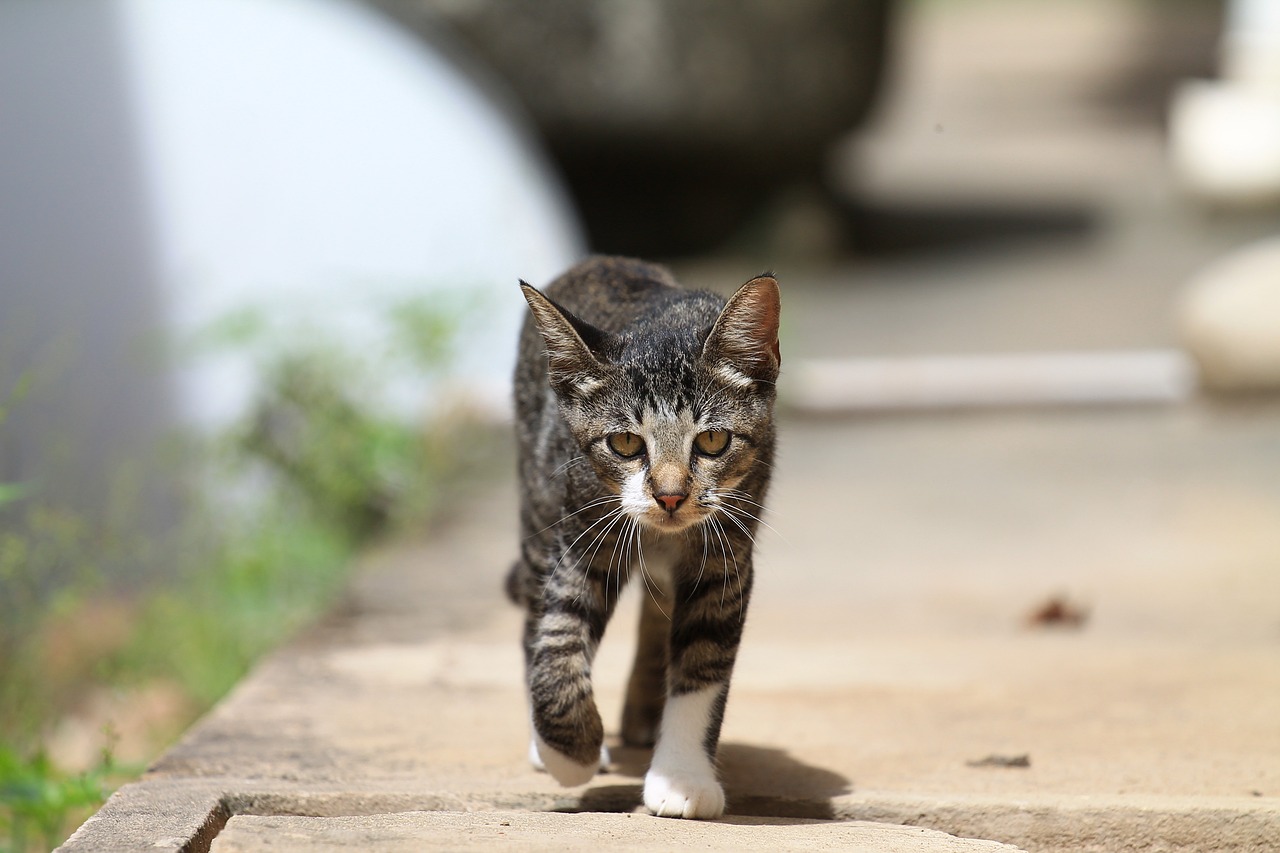 cat-gaa904850d_1280