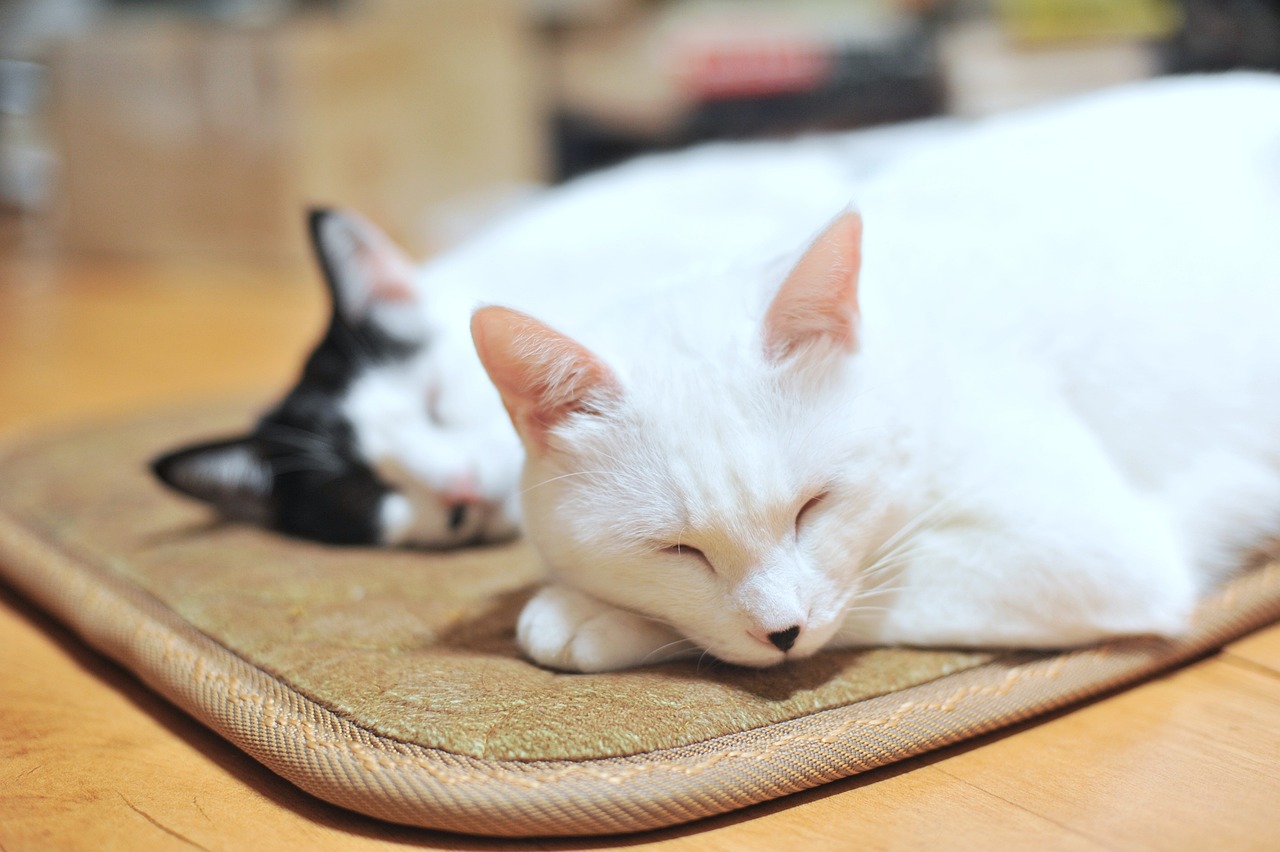cat-gb6f82aef3_1280