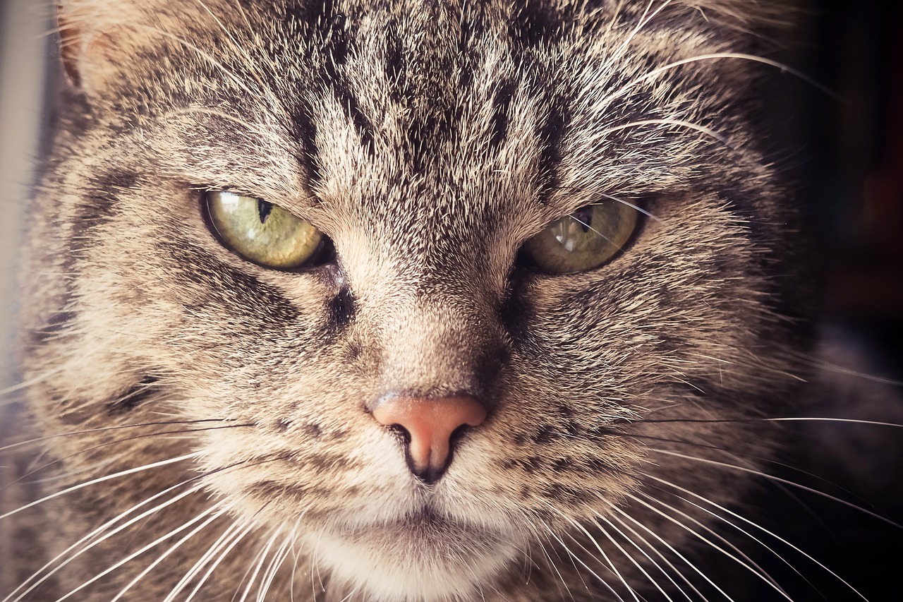 cat-gb9ca82246_1280