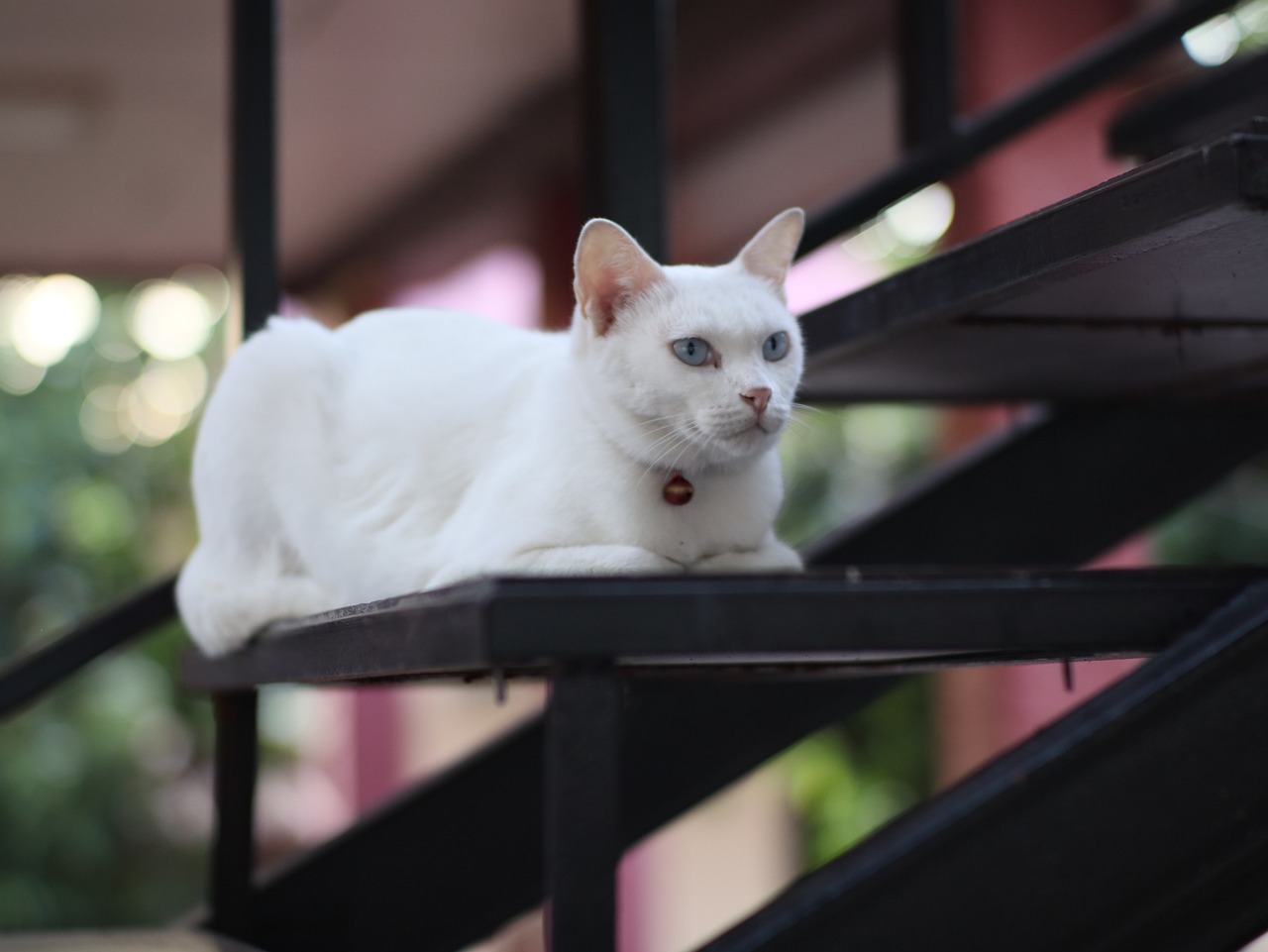 cat-gcf06a60e3_1280
