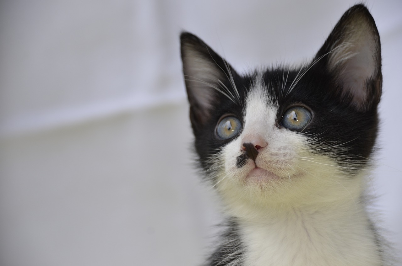 cat-ge2839a954_1280