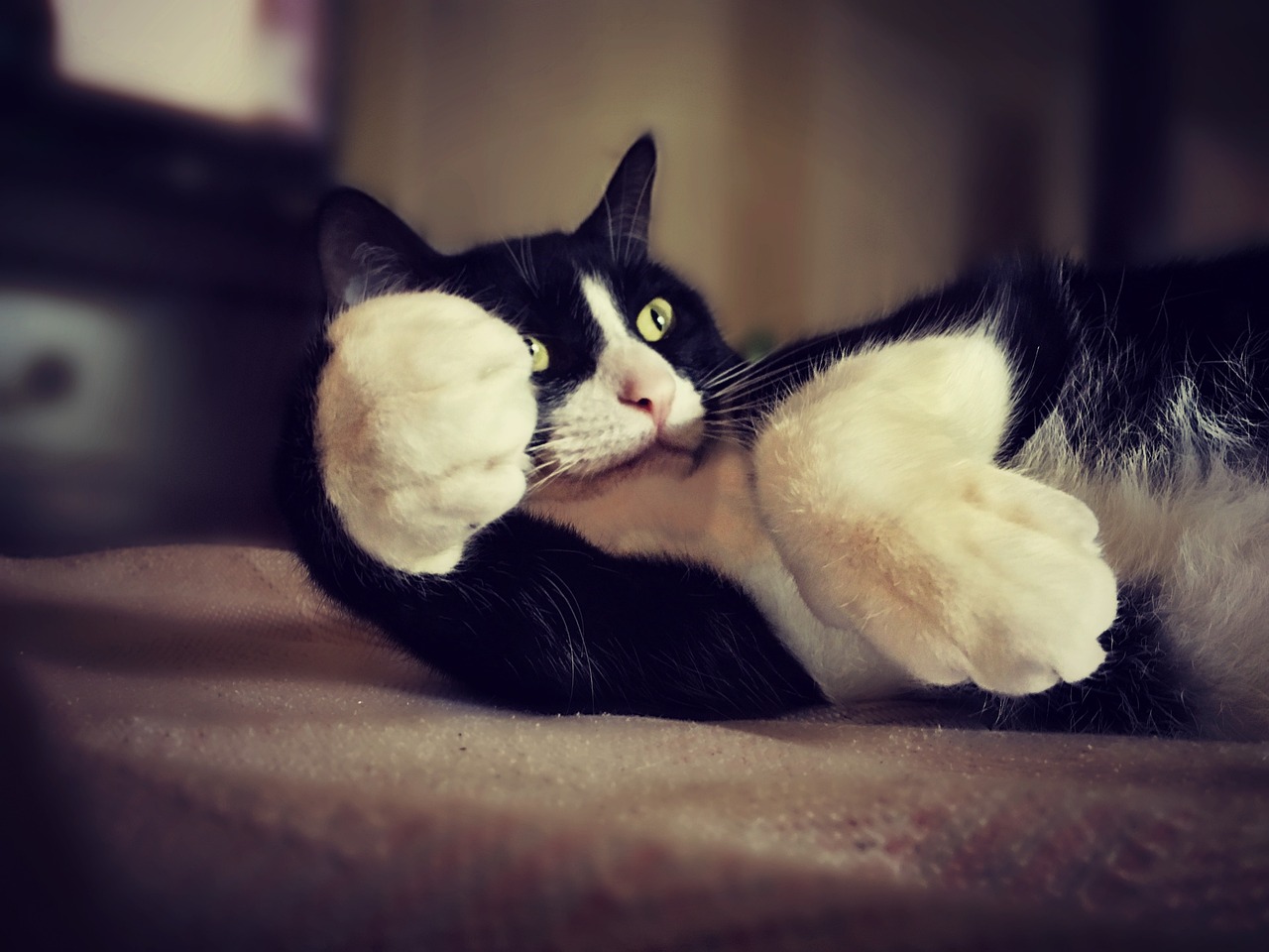 cat-ge378e9271_1280