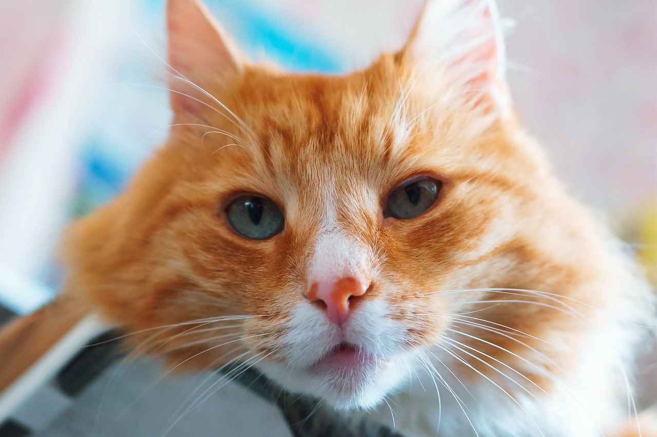 cat-ge80884776_1280