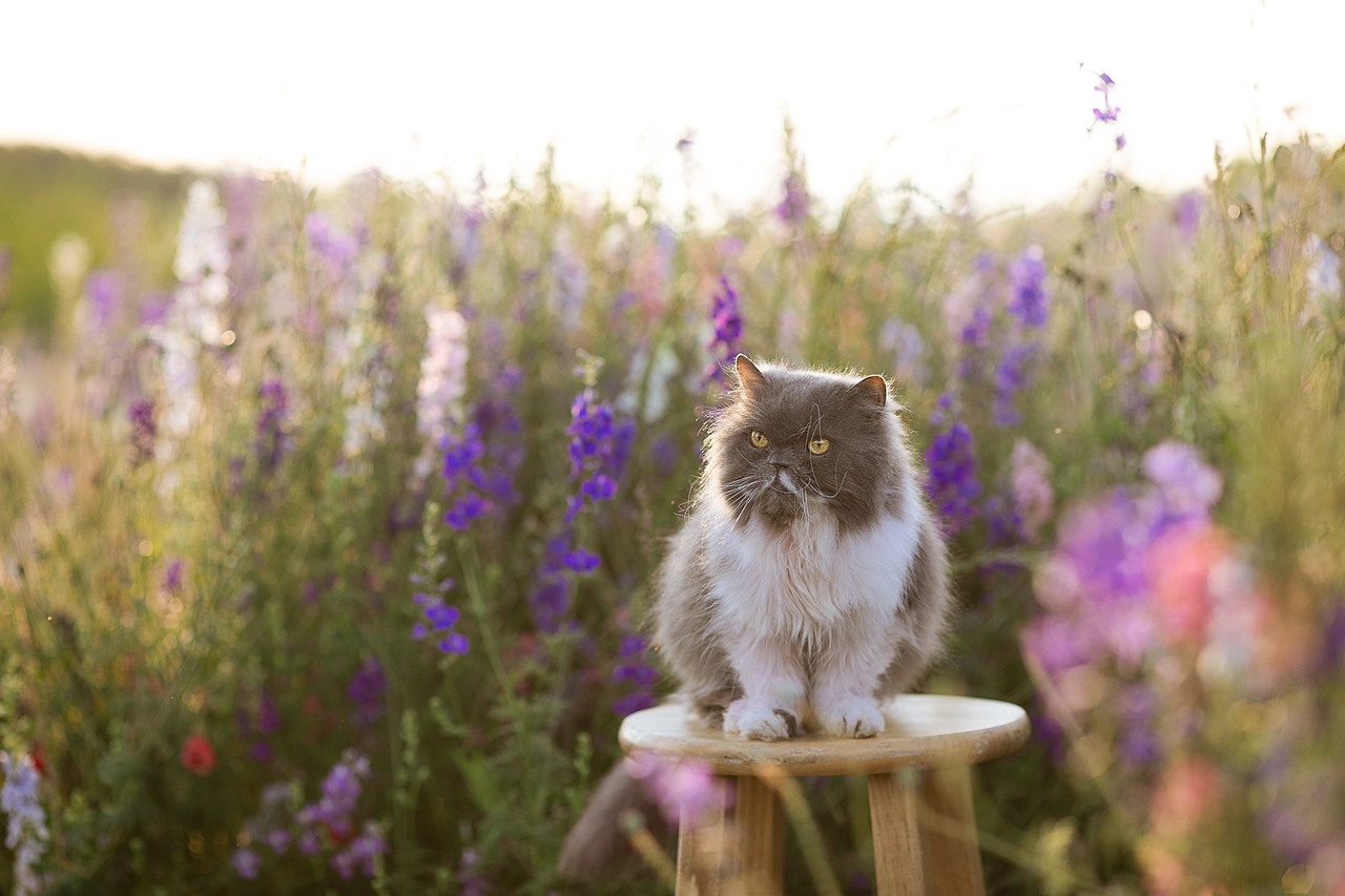 cat-gf4eec77c1_1280