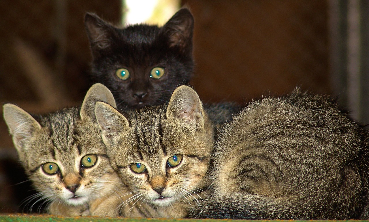 cats-2361762_1280