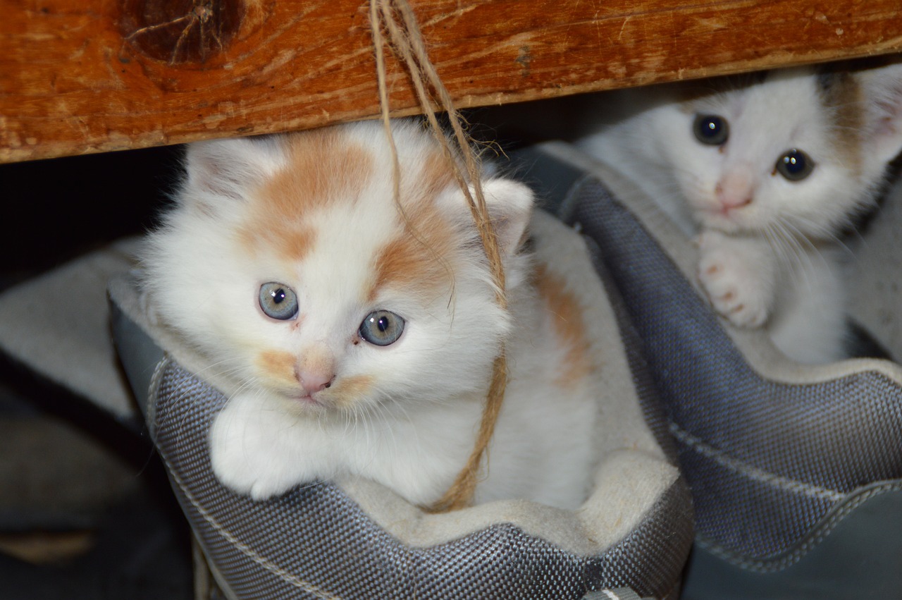 cats-451377_1280