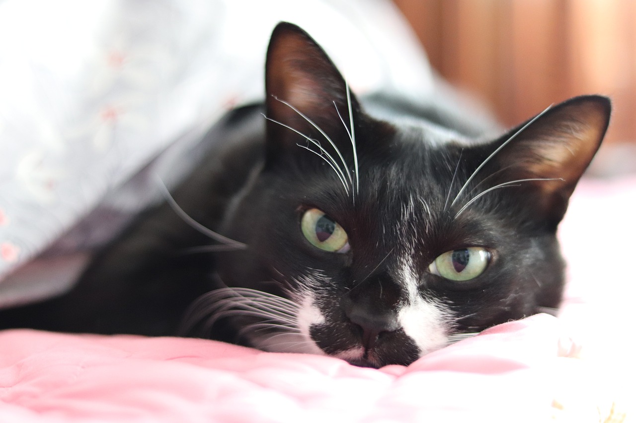 cats-eyes-5927532_1280
