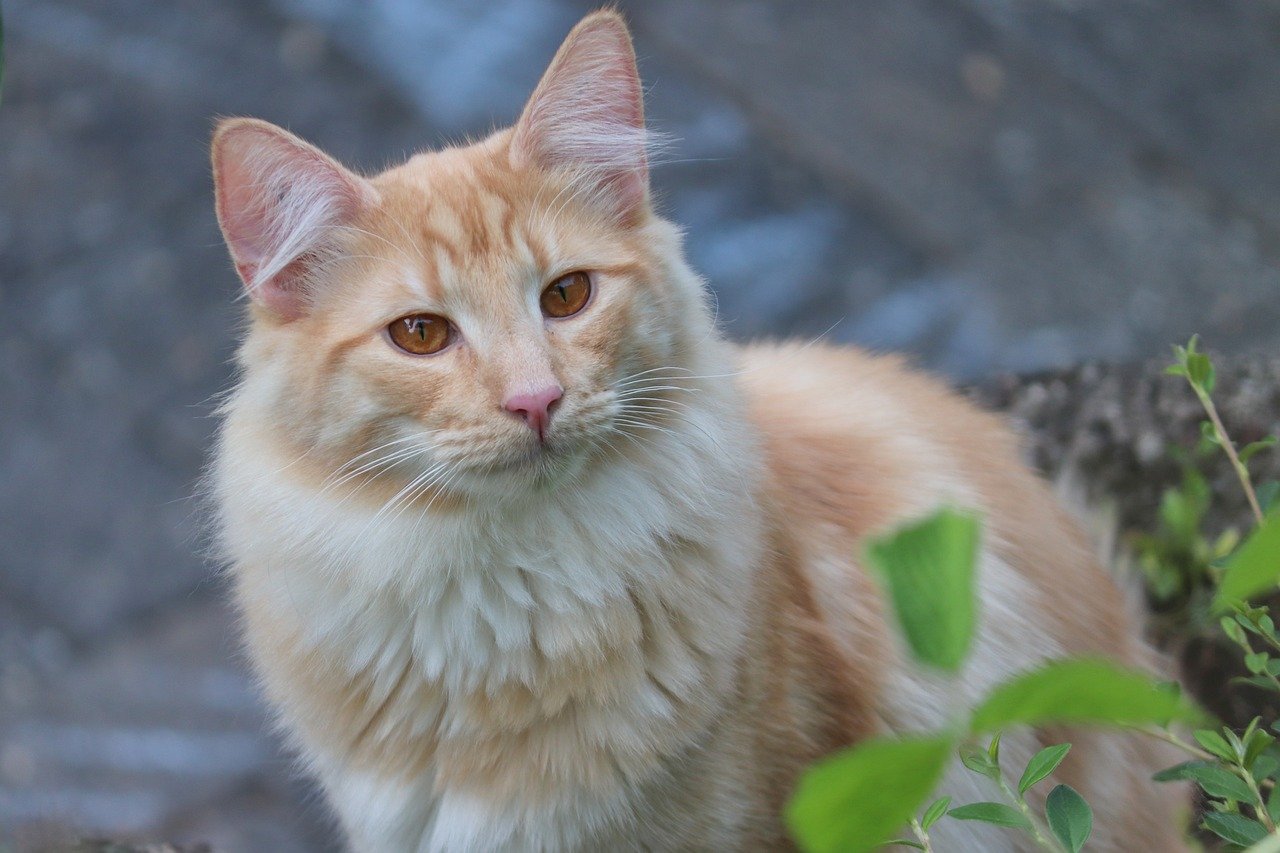 forest-cat-8072261_1280