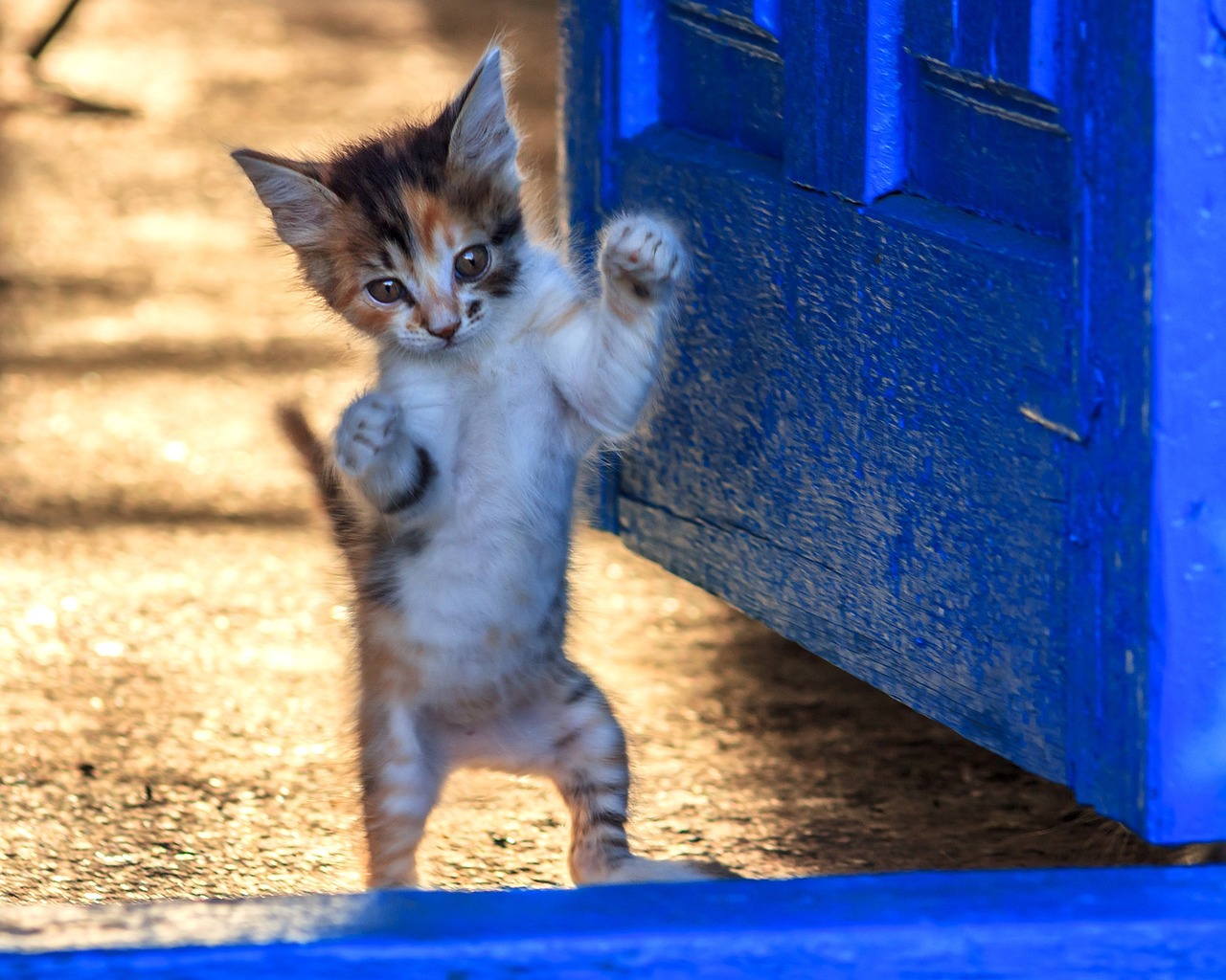 kitten-g7f465fd97_1280