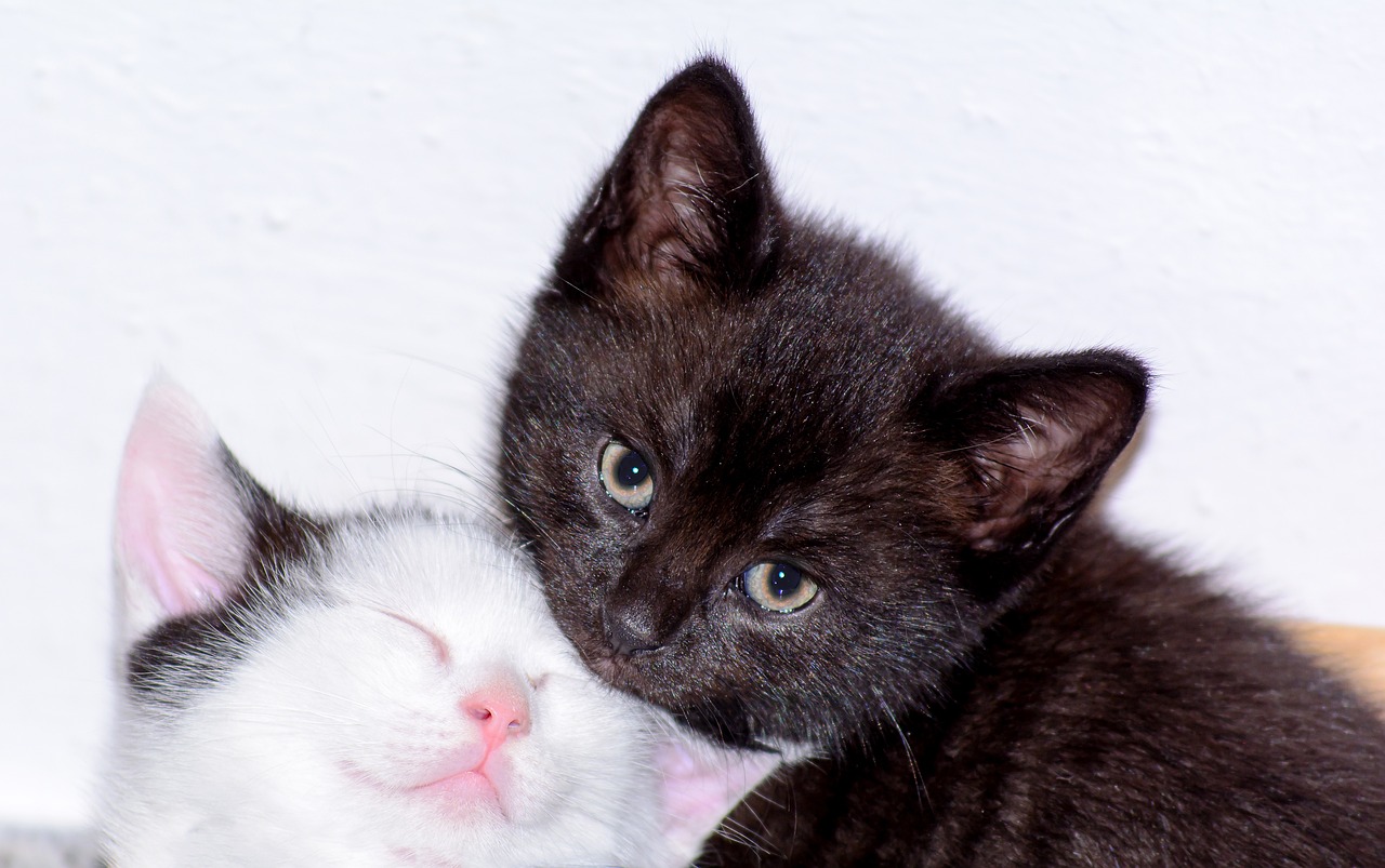 kittens-2015333_1280