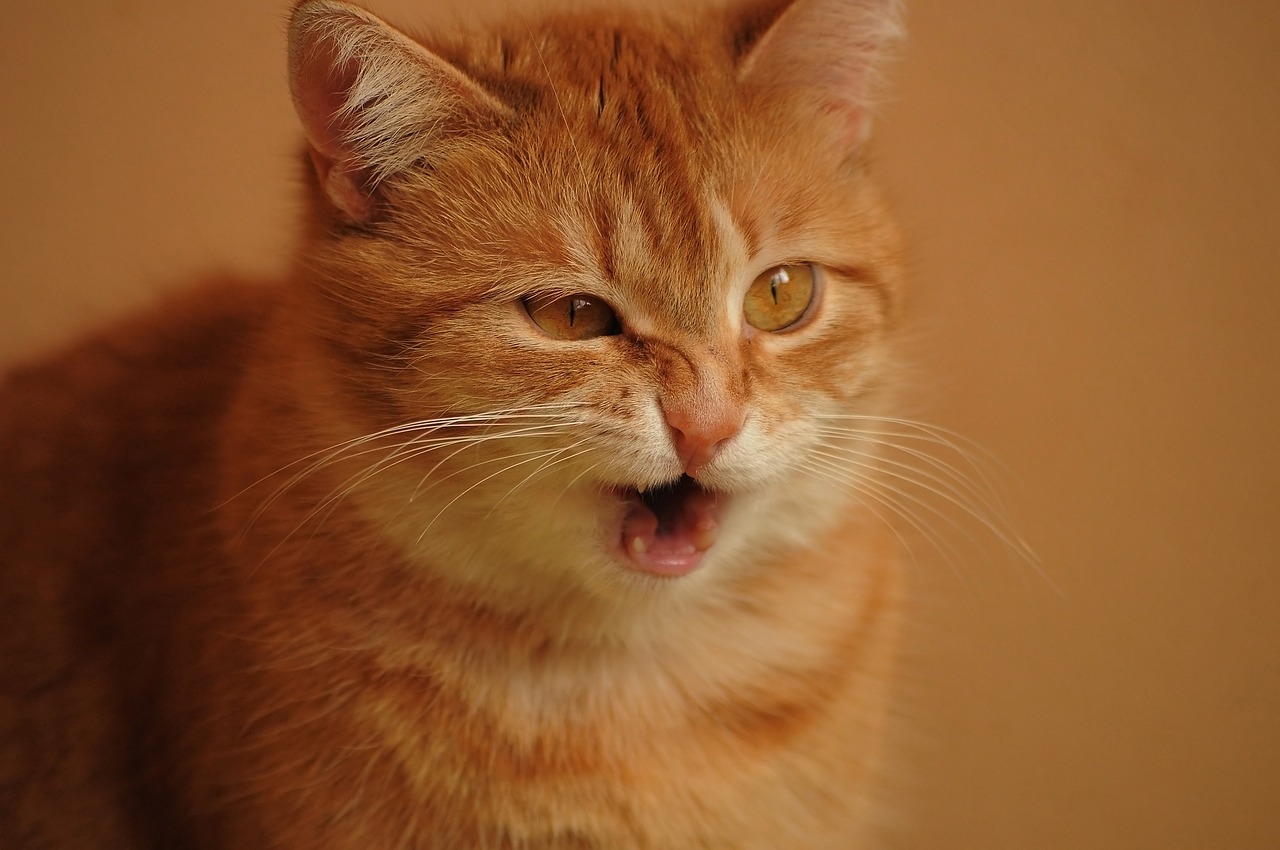 red-cat-4444990_1280