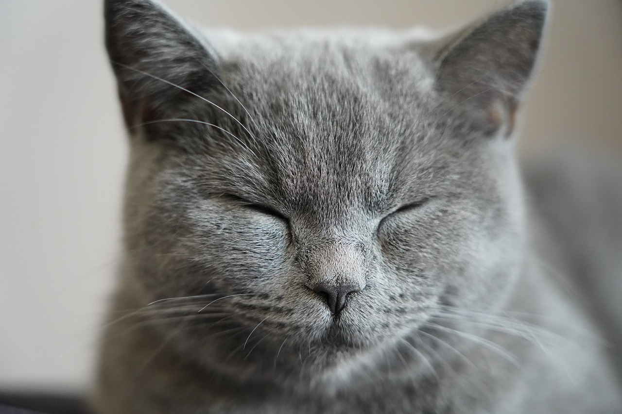 sleep-gd9c12507f_1280