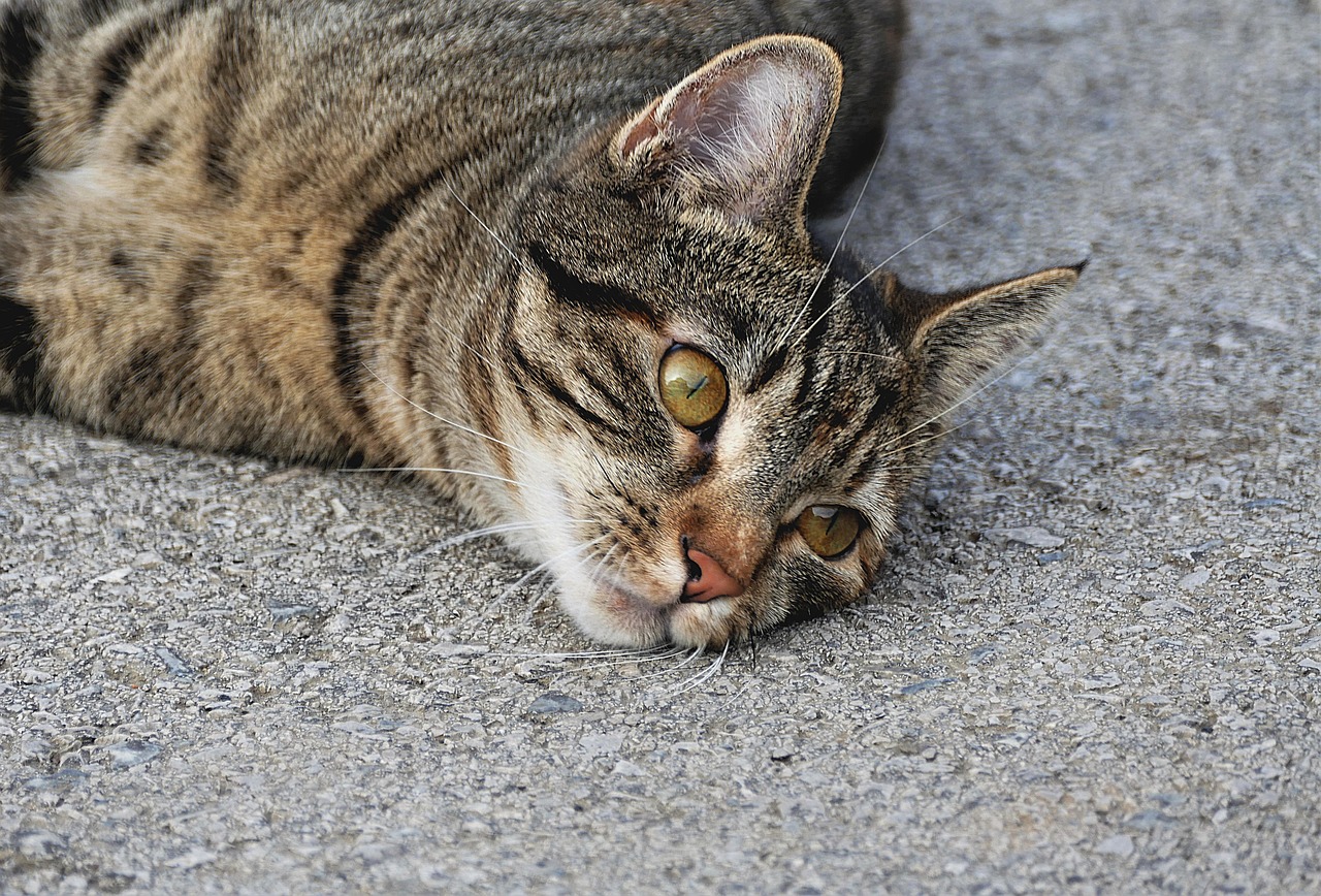 tiger-cat-gb446d0d4b_1280