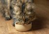 aliments interdits chats race Maine Coon