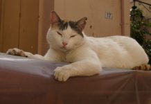 empêcher mon chat de griffer les meubles
