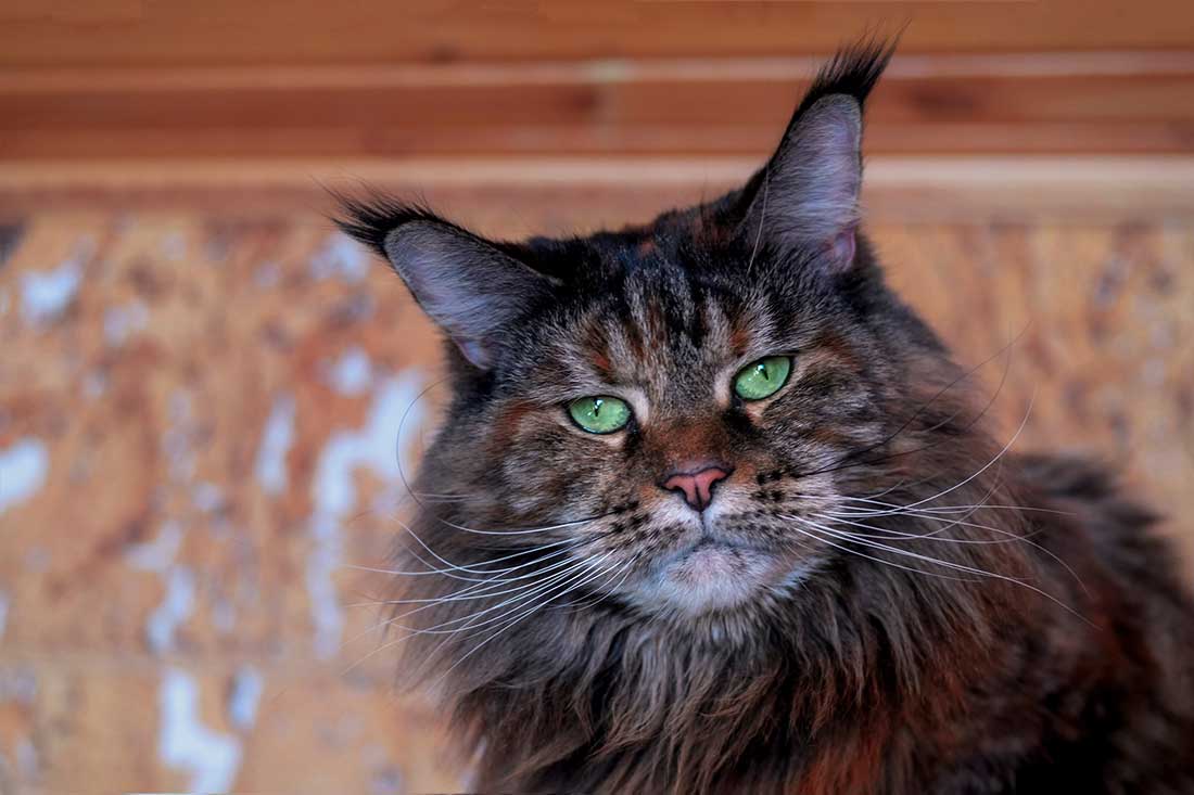 races de chat avec les oreilles pointues